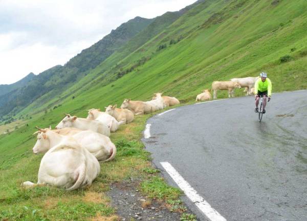 Les vaches du Tourmalet étaient en froid avec les cyclistes-2023