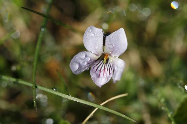La violette des marais