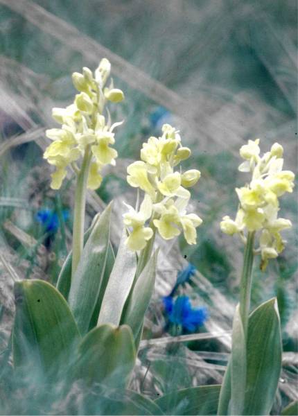 L’orchis pâle