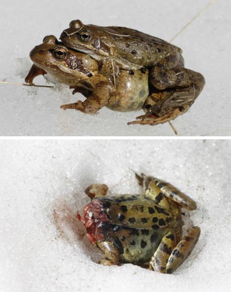 Grenouilles
