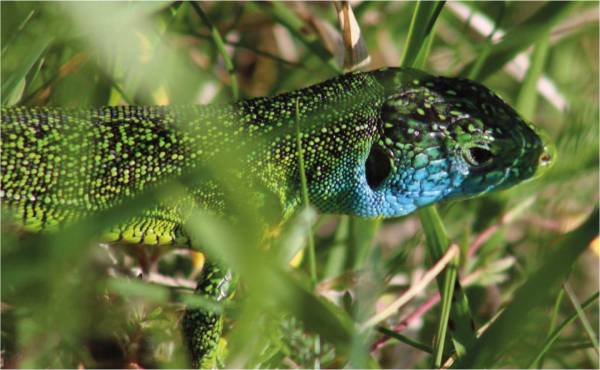 Lézard vert, spectaculairement bleu à l'époque des amours