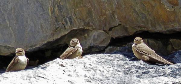 Hirondelles des rochers