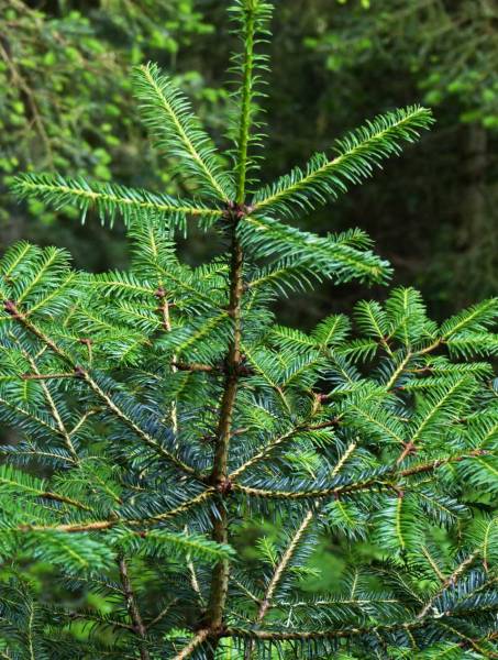 Un jeune sapin avec quatre branches horizontales