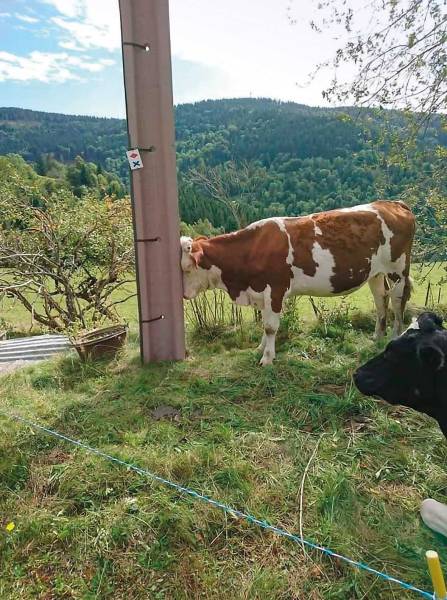 La vache ...