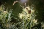 Le cirse glabre