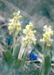L’orchis pâle