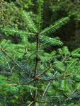 Un jeune sapin avec quatre branches horizontales