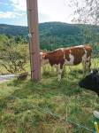 La vache ...